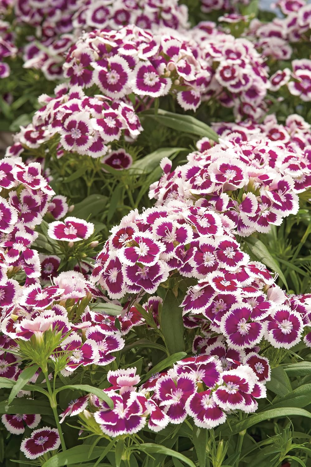 AllotMate Essentials RHS Dianthus Hollandia Purple Crown 100 Seeds
