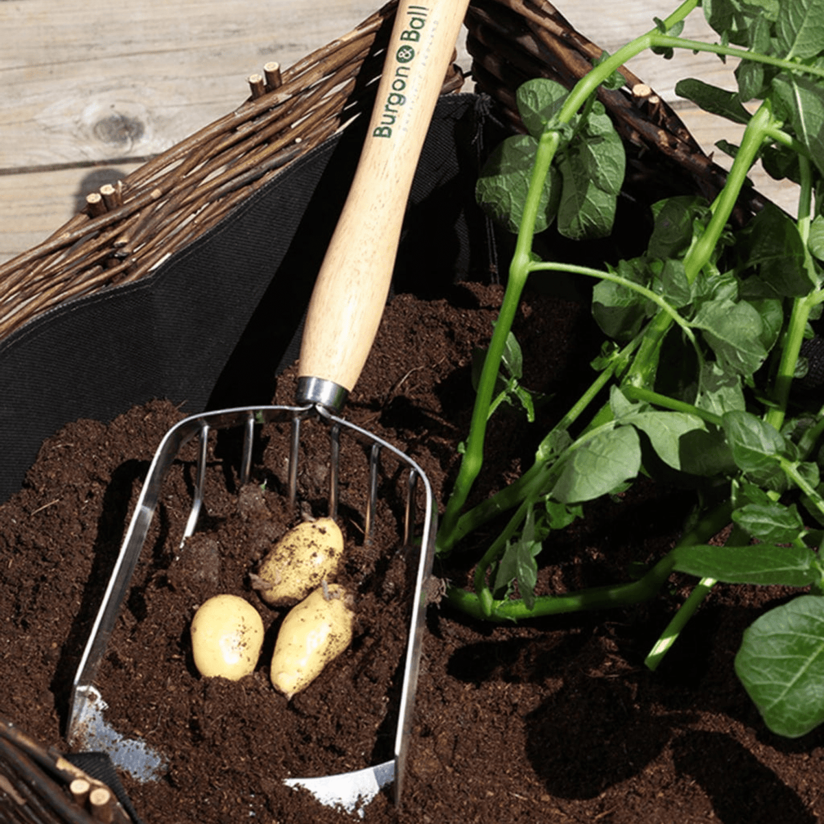 AllotMate Essentials RHS Endorsed Stainless Steel Potato Harvesting Scoop