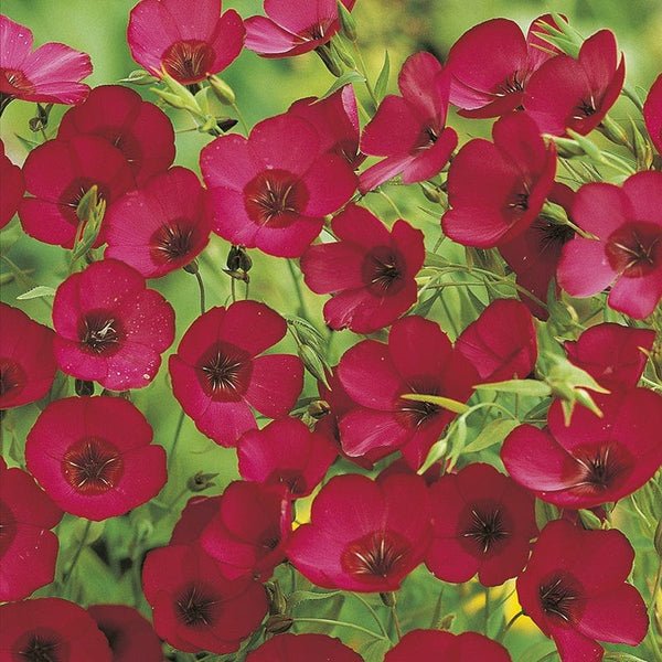 AllotMate Essentials RHS Scarlet Flax 500 Linum Seeds for Red Flowers