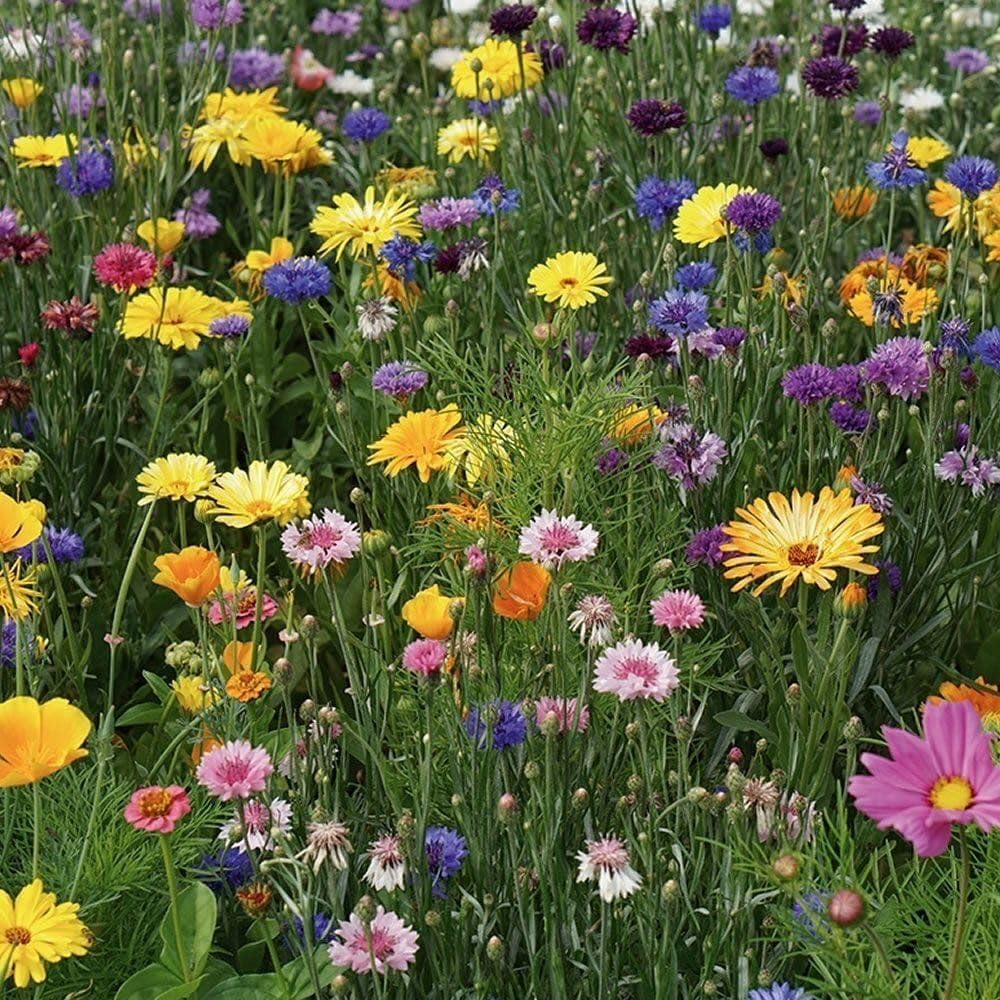AllotMate Essentials RHS Flowers for Wildlife Bright Mix Seeds 20g Box