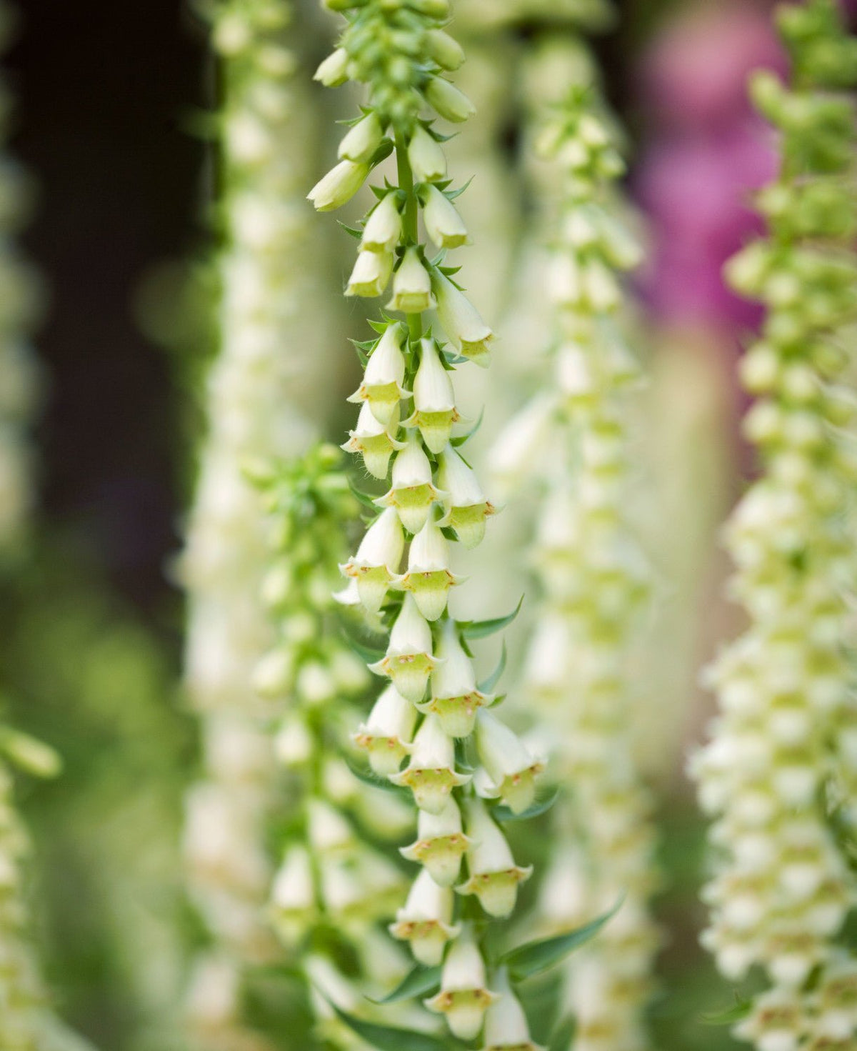AllotMate Essentials RHS Foxglove Lutea 1000 Seeds, Hardy Perennial Yellow Digitalis