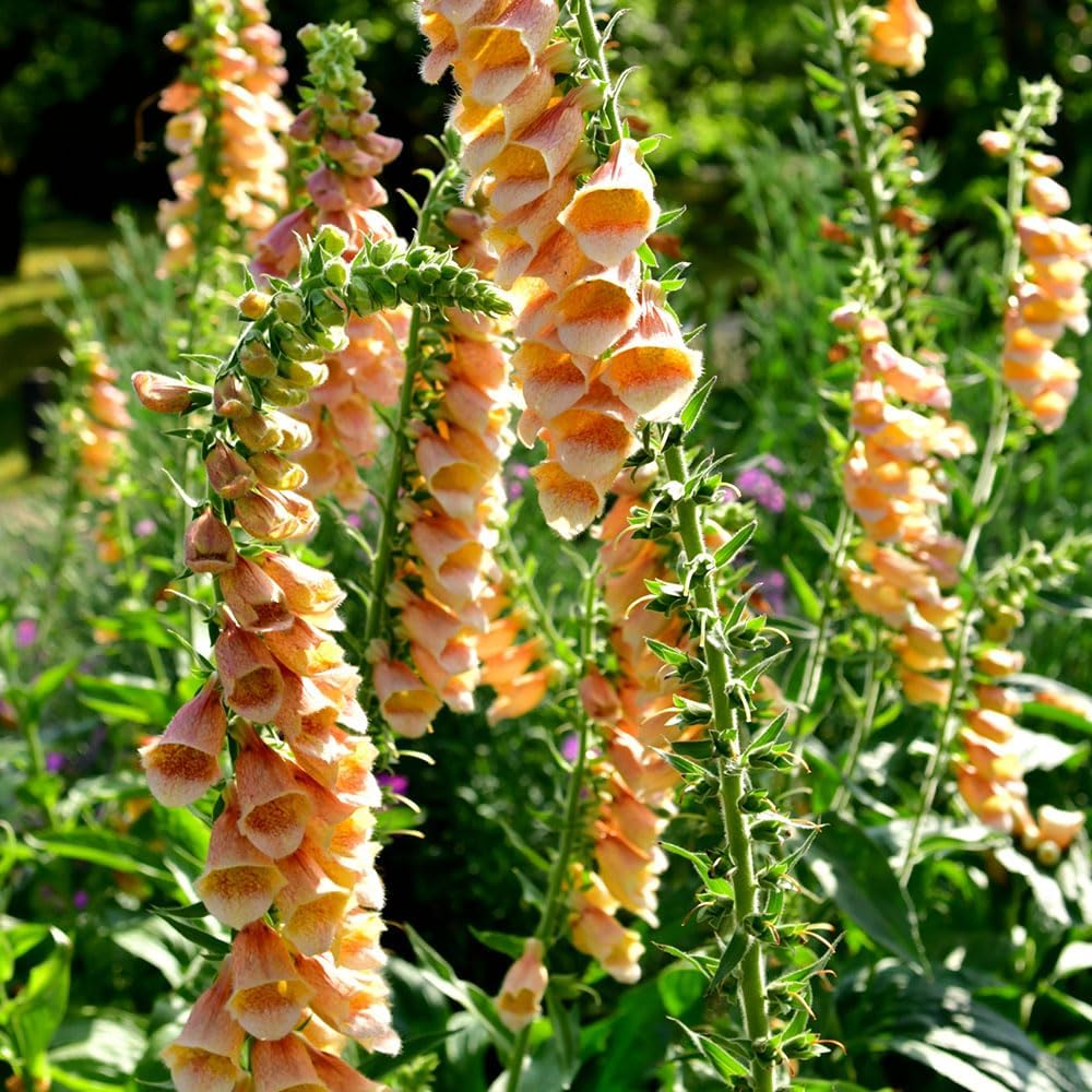 AllotMate Essentials RHS Foxglove Suttons Apricot Seeds, 2500 Seeds