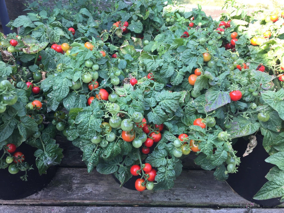 AllotMate Essentials RHS Vegetables for Containers Collection – 6 Varieties