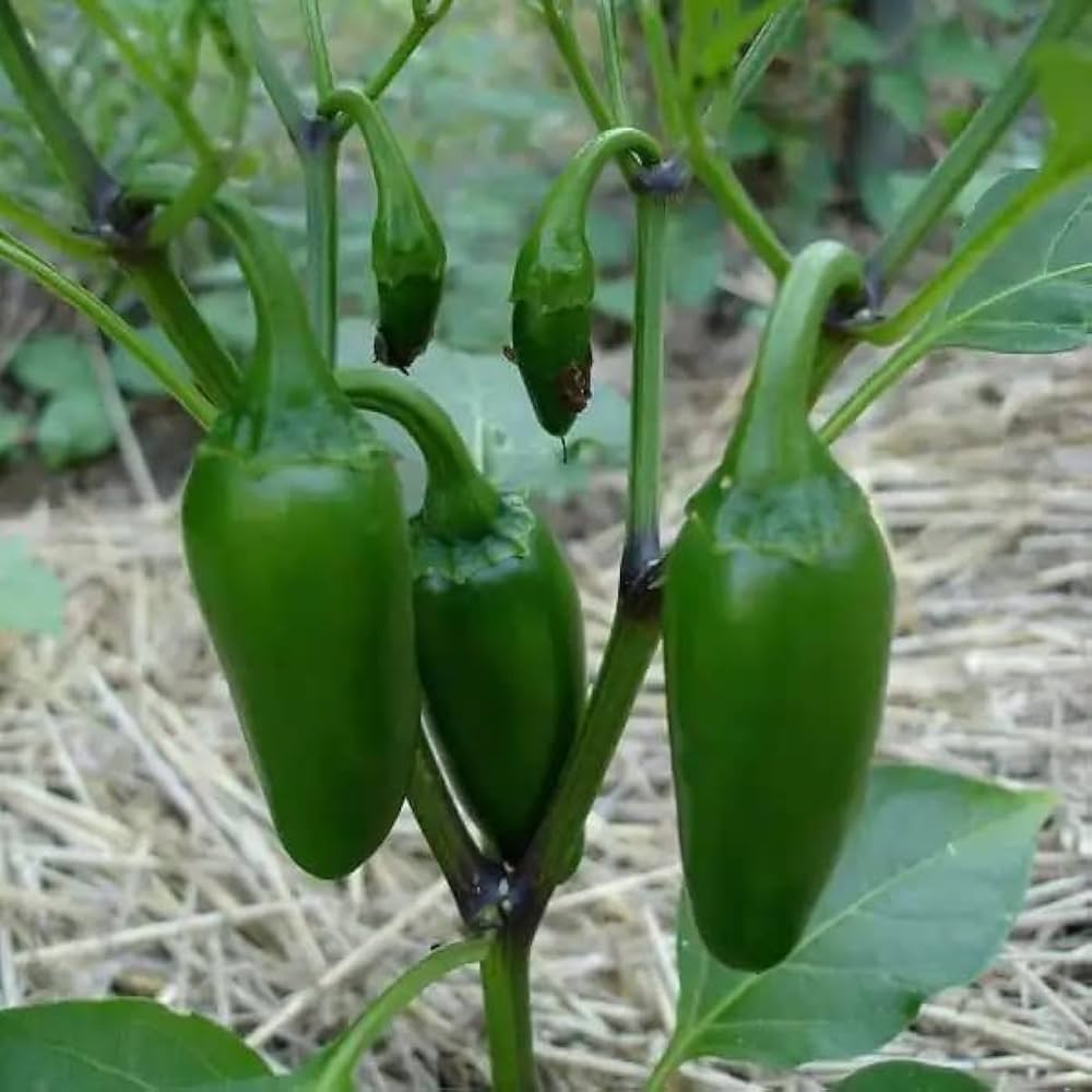 AllotMate Essentials RHS Vegetables for Containers Collection – 6 Varieties