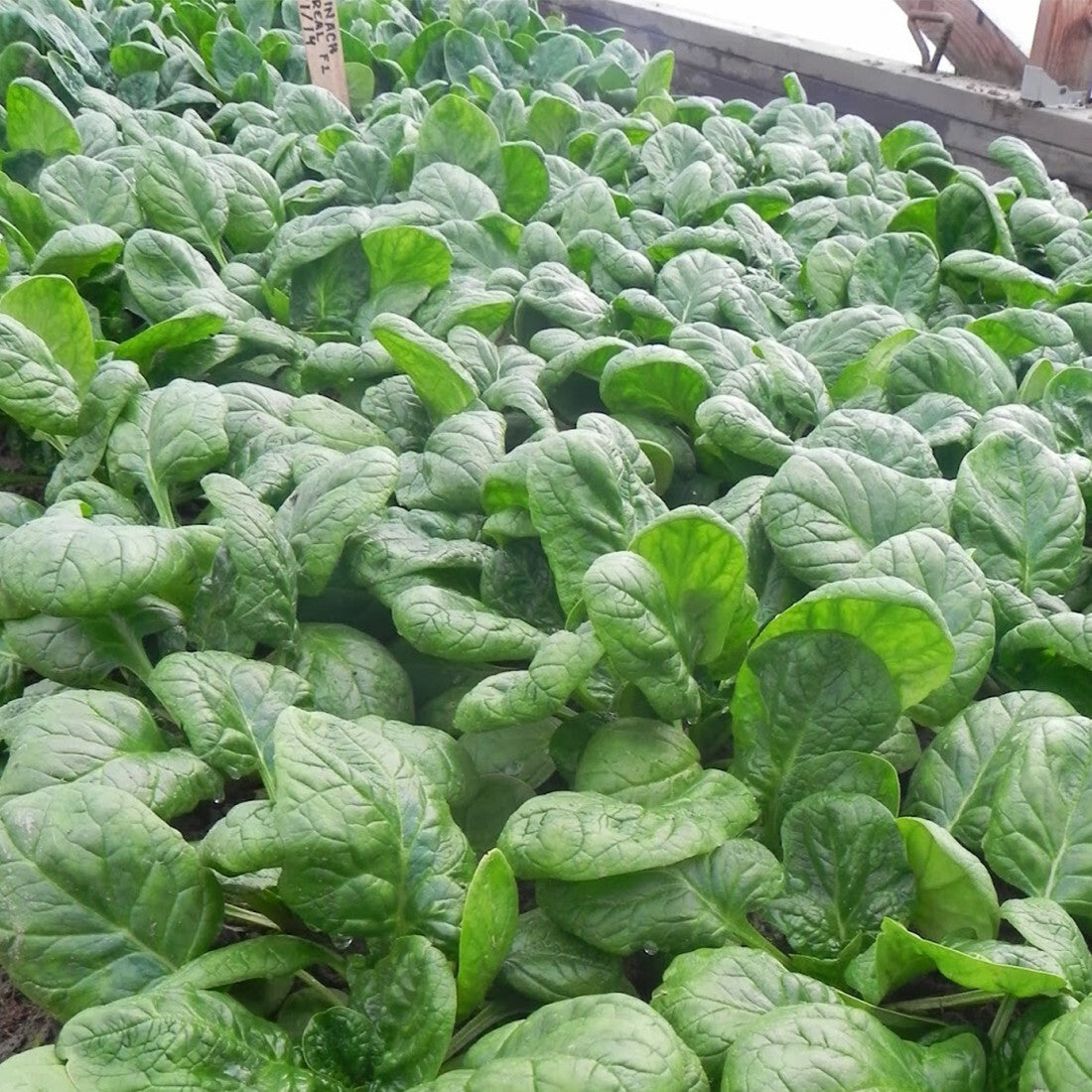 AllotMate Essentials RHS Vegetables for Containers Collection – 6 Varieties