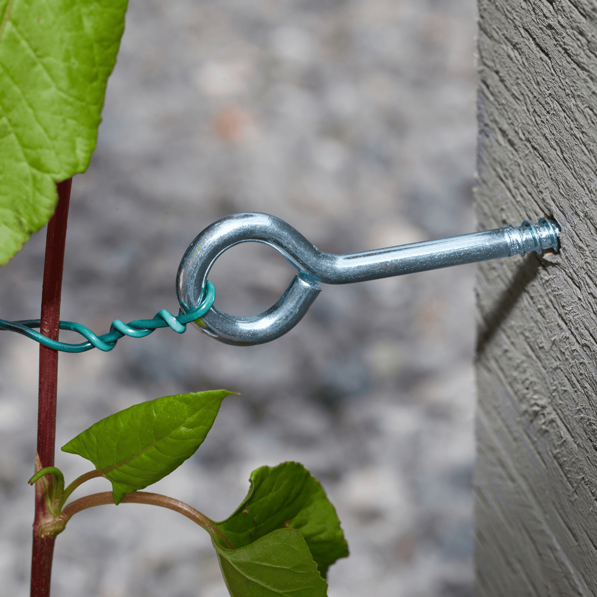 AllotMate Essentials Screw-In Vine Eyes for Plant Support Wires