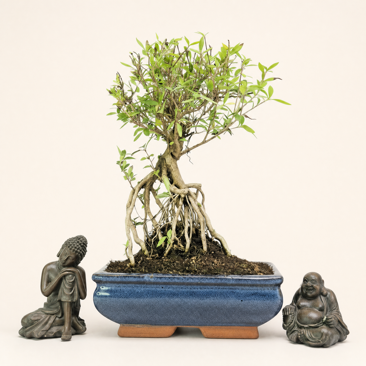 Yorkshire Bonsai Snow Rose Serissa Bonsai Tree 20cm Pot