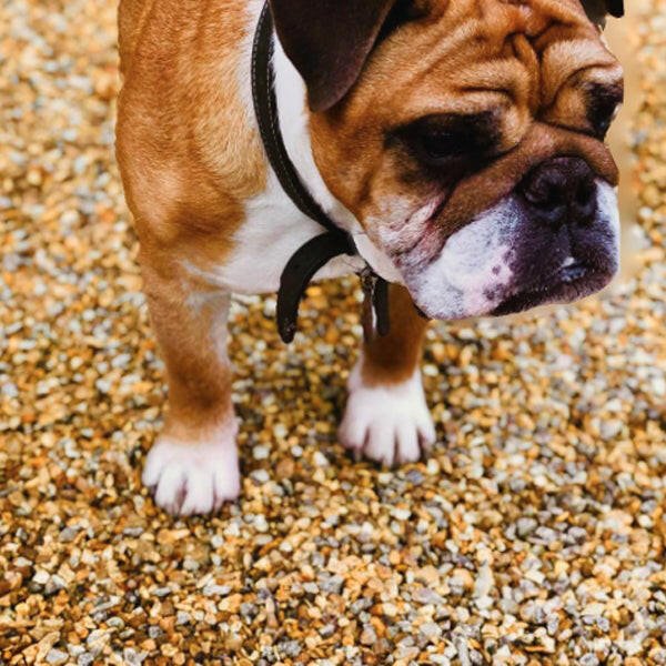 Dandy’s Golden Gravel Chippings