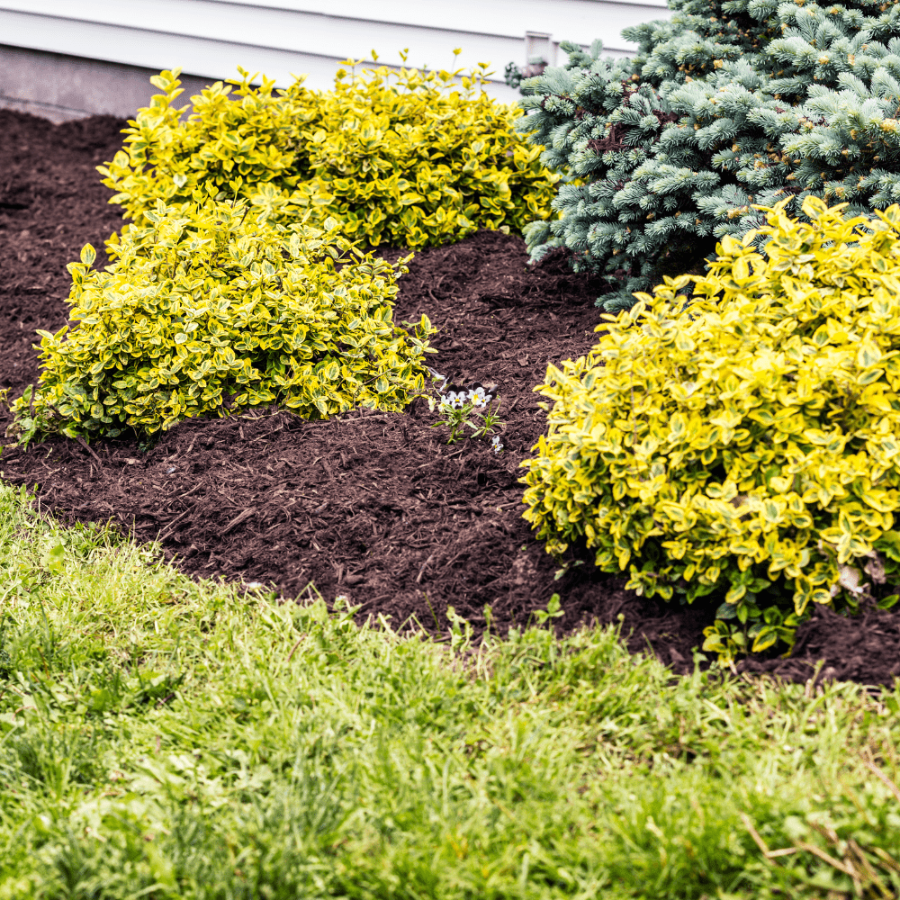 Dandy’s WinterMix Compost Garden Mulch