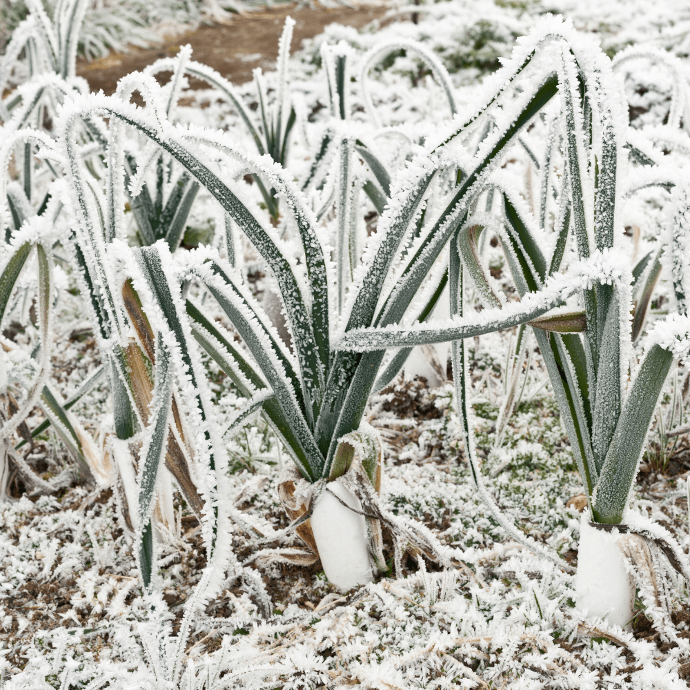 Dandy’s WinterMix Compost Garden Mulch
