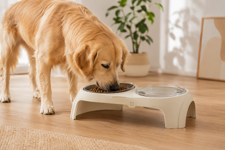Why Elevated Pet Feeders Are Becoming a Must-Have for Modern Pet Parents