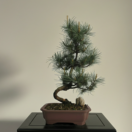 Yorkshire Bonsai Japanese White Pine Bonsai Tree Pot - 25cm