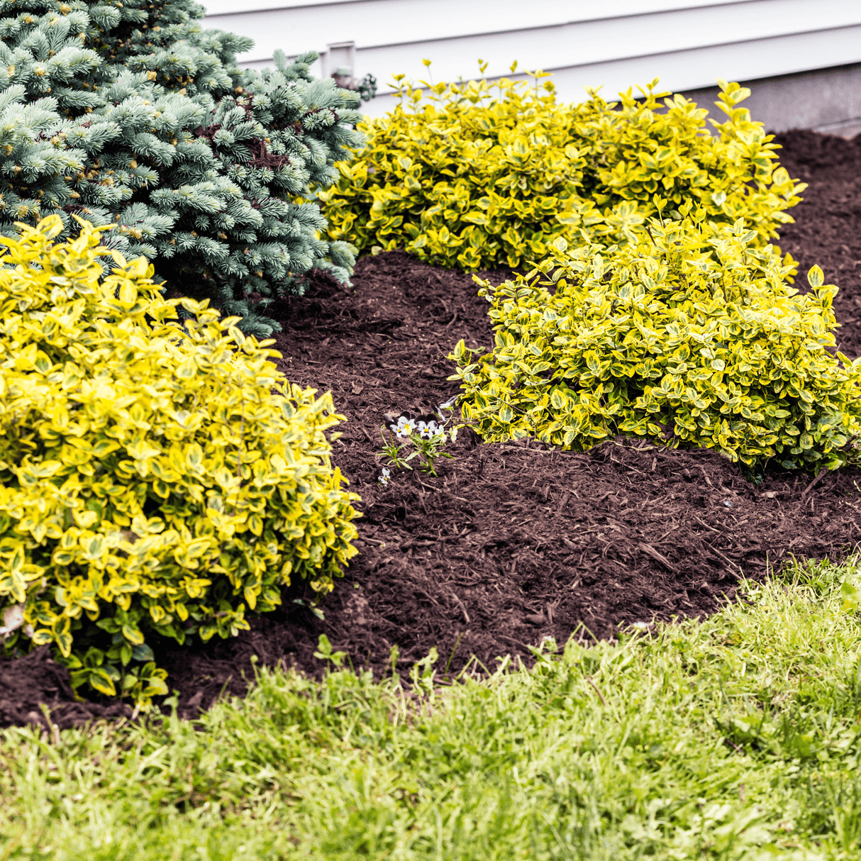 Dandy’s SpringMix® Compost Garden Mulch