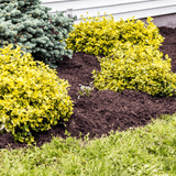 Dandy’s SpringMix® Compost Garden Mulch