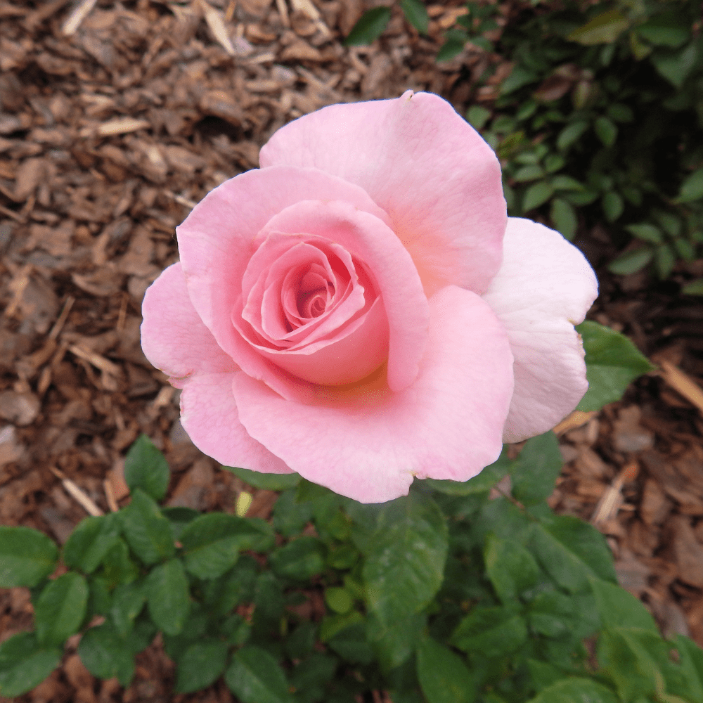 Dandy’s Bloom & Root® Rose Blend Topsoil
