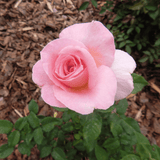 Dandy’s Bloom & Root® Rose Blend Topsoil