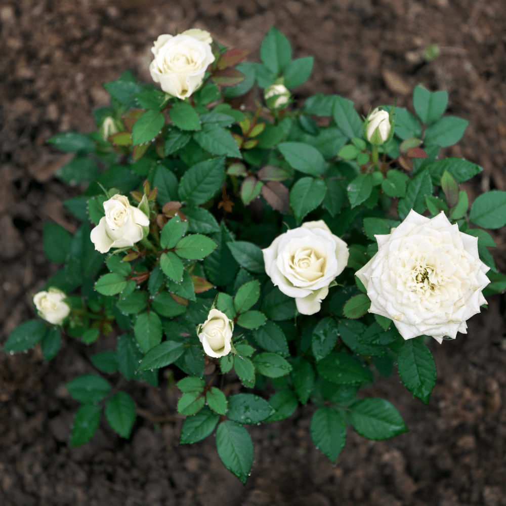 Dandy’s Bloom & Root® Rose Blend Topsoil