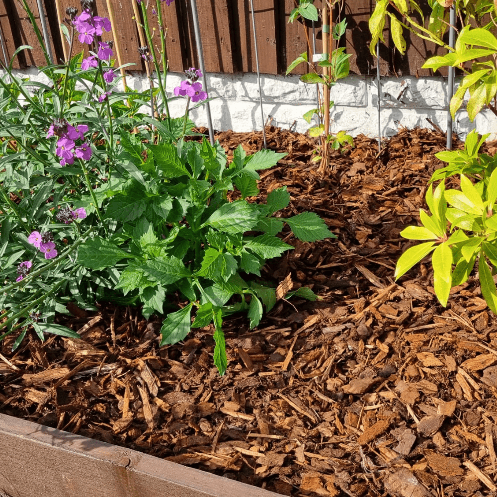 Dandy’s Premium Border Landscaping Bark Mulch