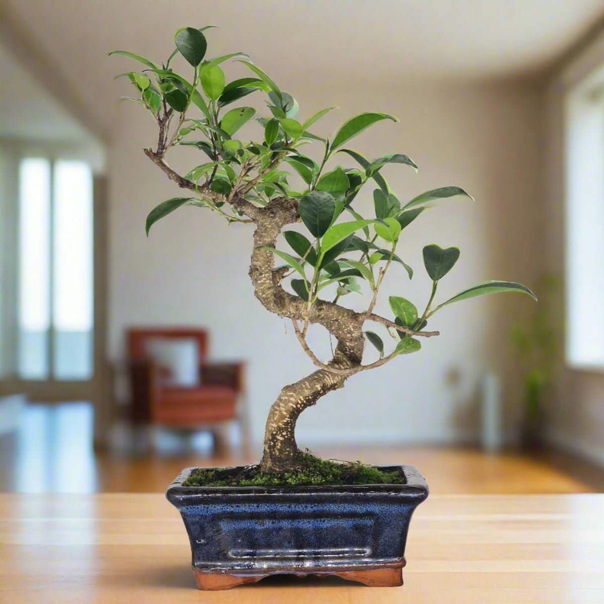 Yorkshire Bonsai Ficus Microcarpa Indoor Bonsai Tree - 15cm