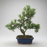 Yorkshire Bonsai Buddhist Pine Podocarpus Bonsai Tree - 20cm
