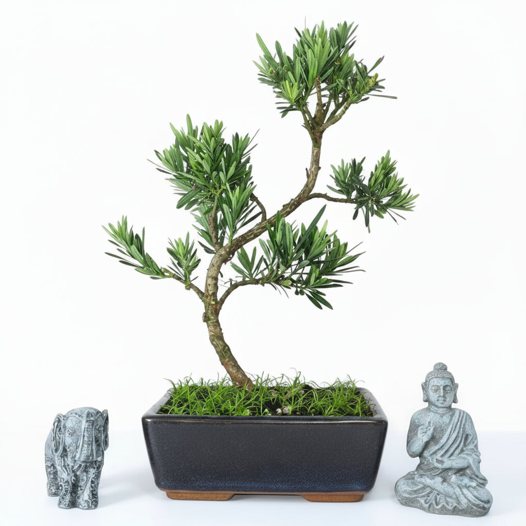 Yorkshire Bonsai Buddhist Pine Podocarpus Bonsai Tree - 20cm