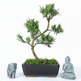 Yorkshire Bonsai Buddhist Pine Podocarpus Bonsai Tree - 20cm