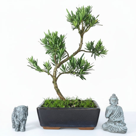 Yorkshire Bonsai Buddhist Pine Podocarpus Bonsai Tree - 20cm