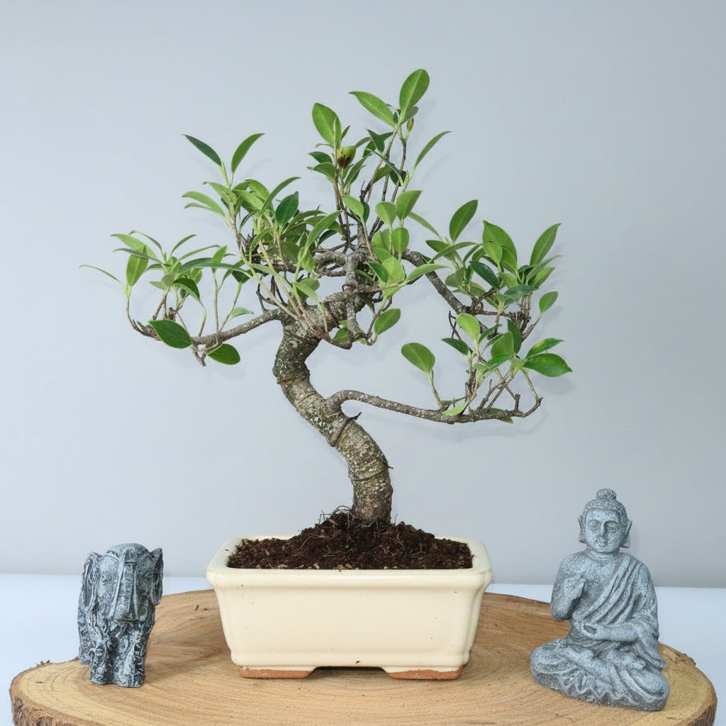 Yorkshire Bonsai Ficus Microcarpa Indoor Bonsai Tree - 15cm