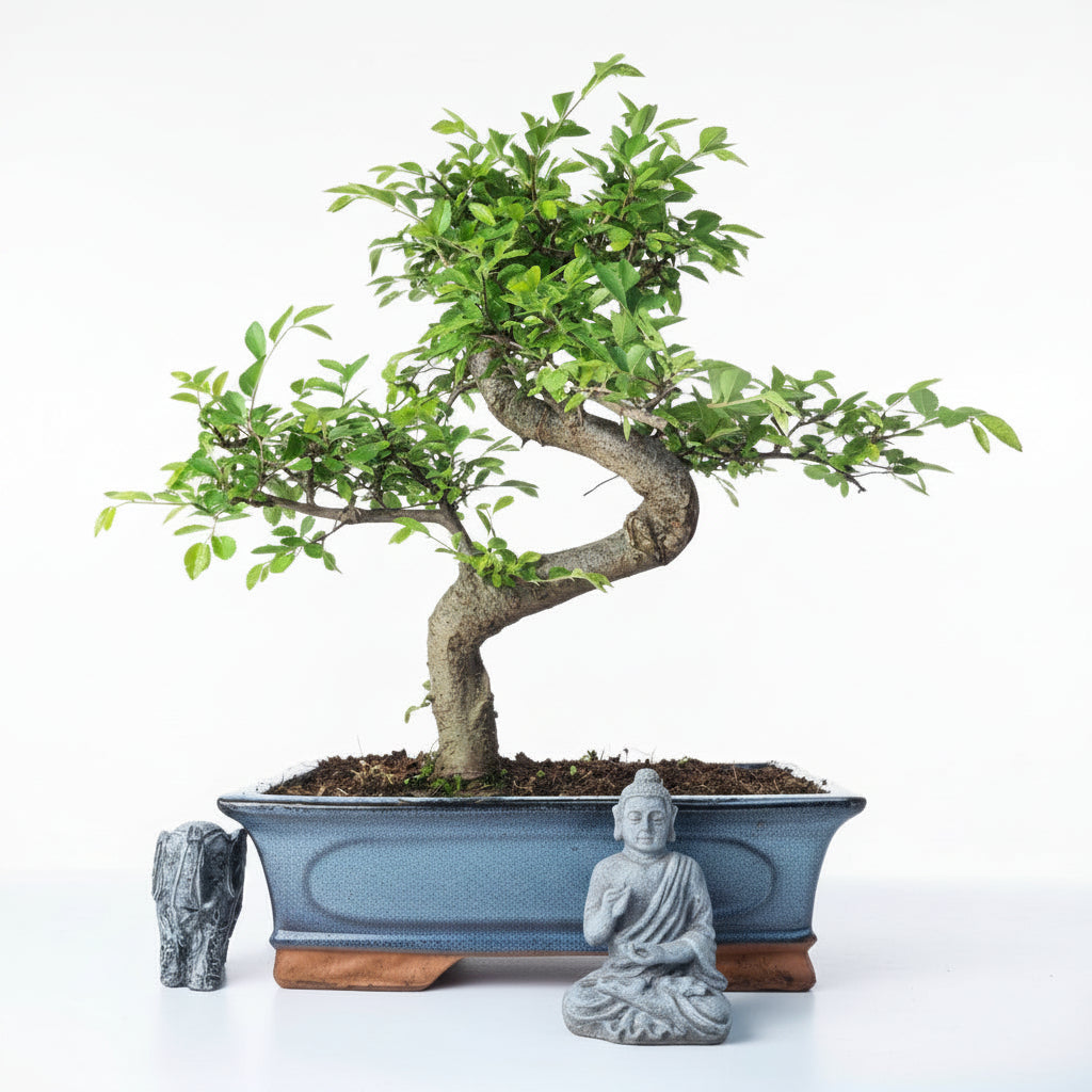 Yorkshire Bonsai Chinese Elm Bonsai Tree - 30cm