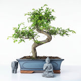 Yorkshire Bonsai Chinese Elm Bonsai Tree - 30cm