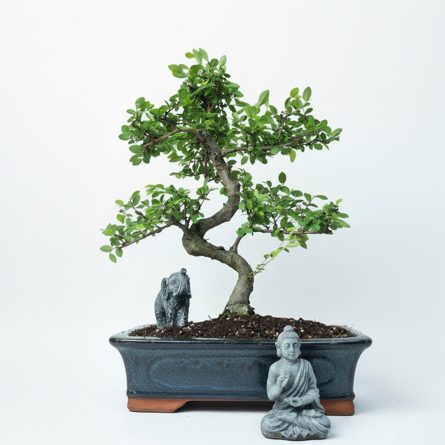 Yorkshire Bonsai Chinese Elm Bonsai Tree - 30cm