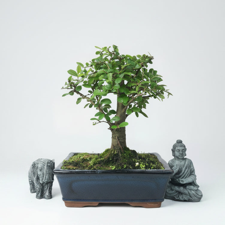 Yorkshire Bonsai Chinese Elm Broom Style Bonsai Tree - 20cm
