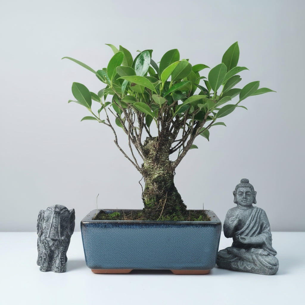 Yorkshire Bonsai Ficus Microcarpa Banyan Fig Indoor Bonsai Tree - 15cm