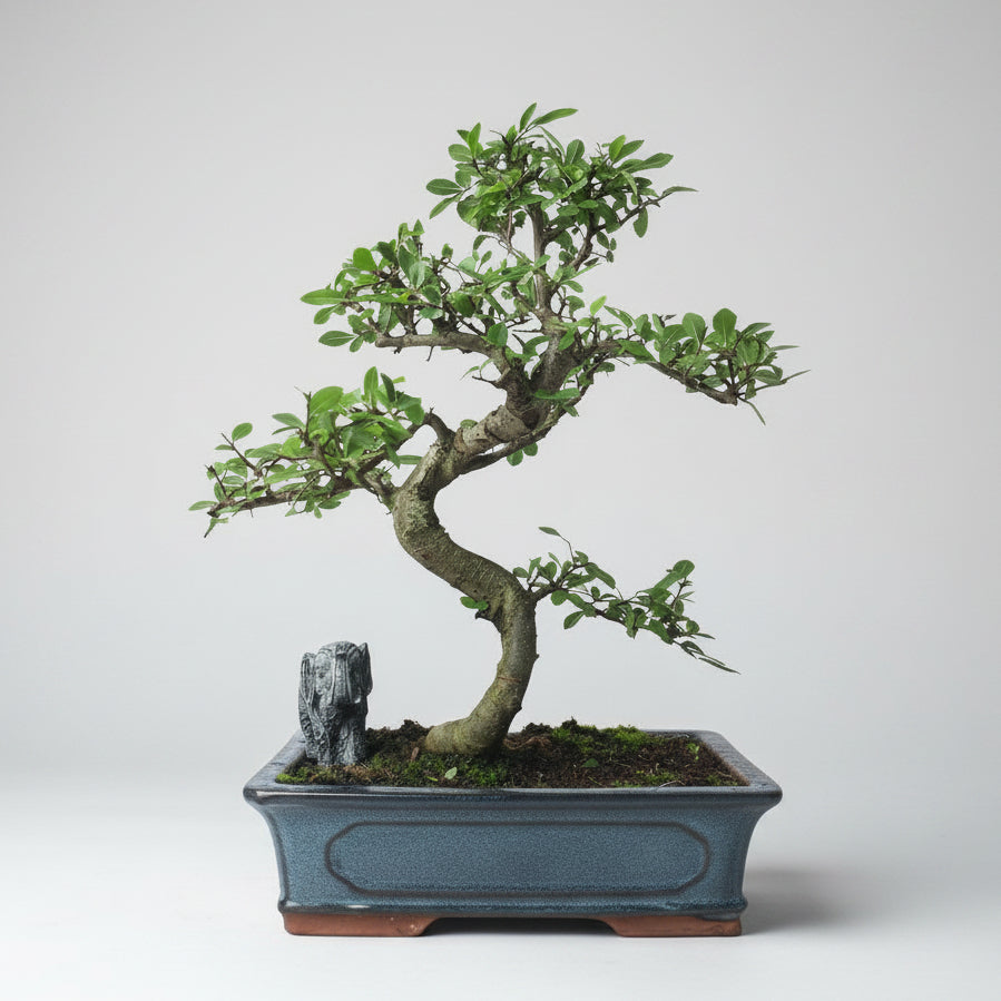 Yorkshire Bonsai Chinese Elm Bonsai Tree - 30cm