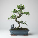 Yorkshire Bonsai Chinese Elm Bonsai Tree - 30cm