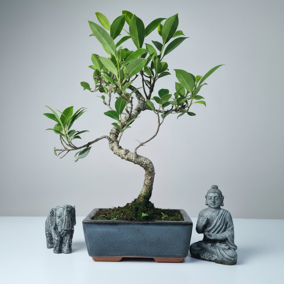 Yorkshire Bonsai Ficus Microcarpa Indoor Bonsai Tree - 15cm