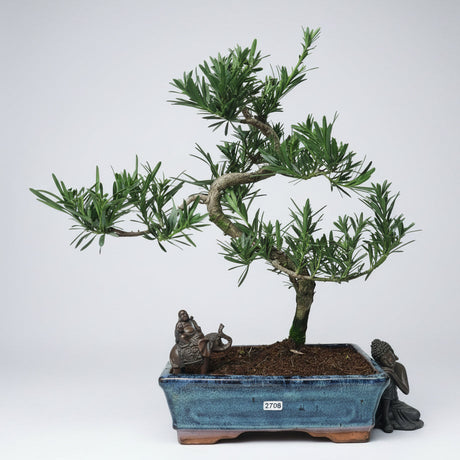 Yorkshire Bonsai Buddhist Pine Bonsai Tree Pot Podocarpus - 25cm