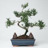Yorkshire Bonsai Buddhist Pine Bonsai Tree Pot Podocarpus - 25cm