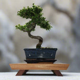 Yorkshire Bonsai Handcrafted Mahogany Bonsai Stand