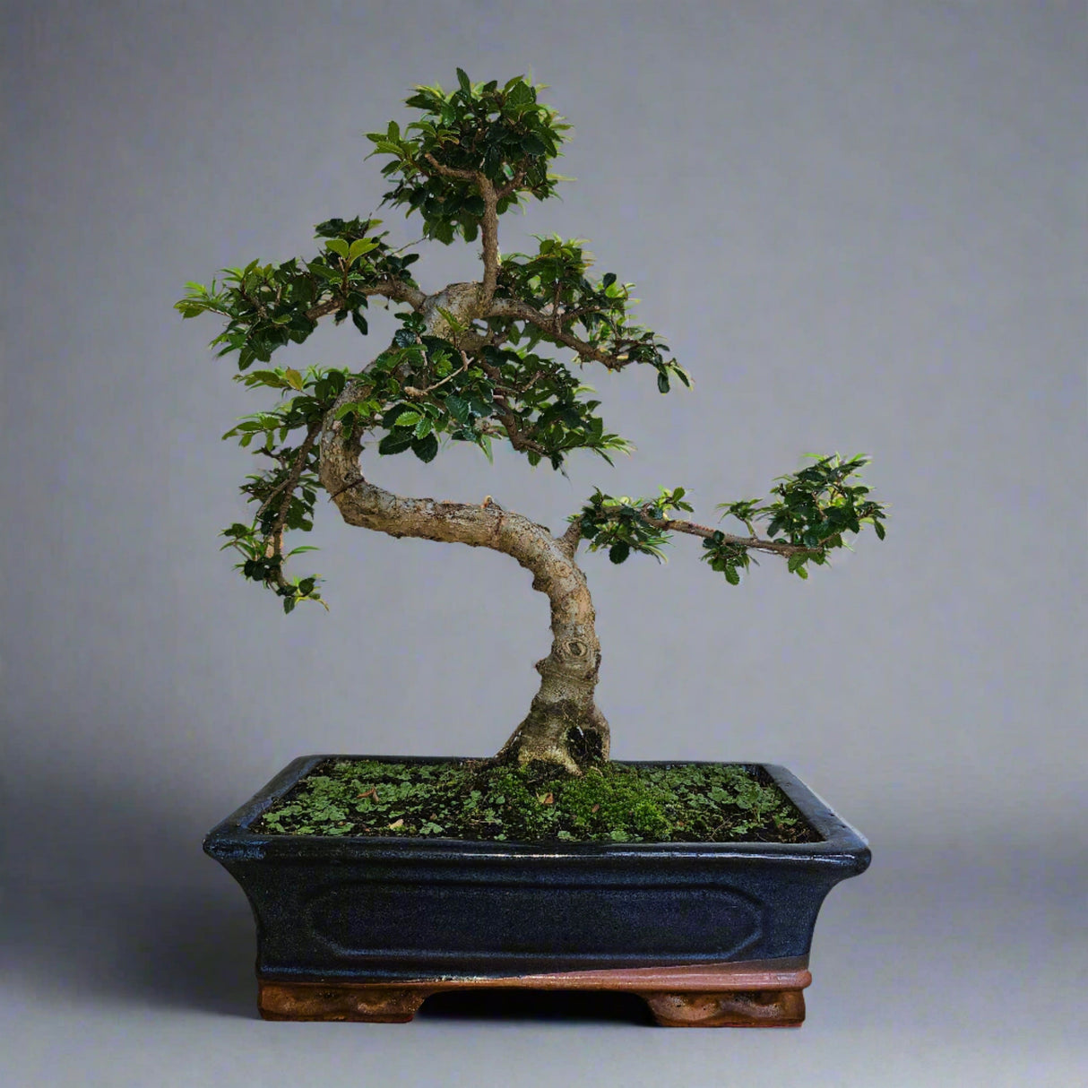 Yorkshire Bonsai Chinese Elm Bonsai Tree - 30cm
