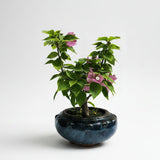 Yorkshire Bonsai Bougainvillea Bonsai Tree 15cm Pot