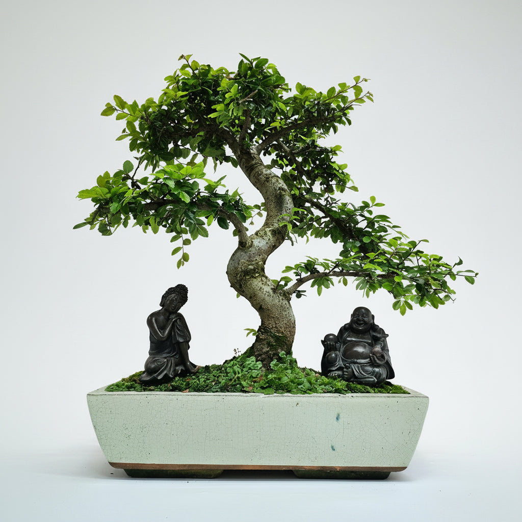 Yorkshire Bonsai Large Chinese Elm Bonsai Tree Pot - 35cm