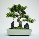 Yorkshire Bonsai Large Chinese Elm Bonsai Tree Pot - 35cm