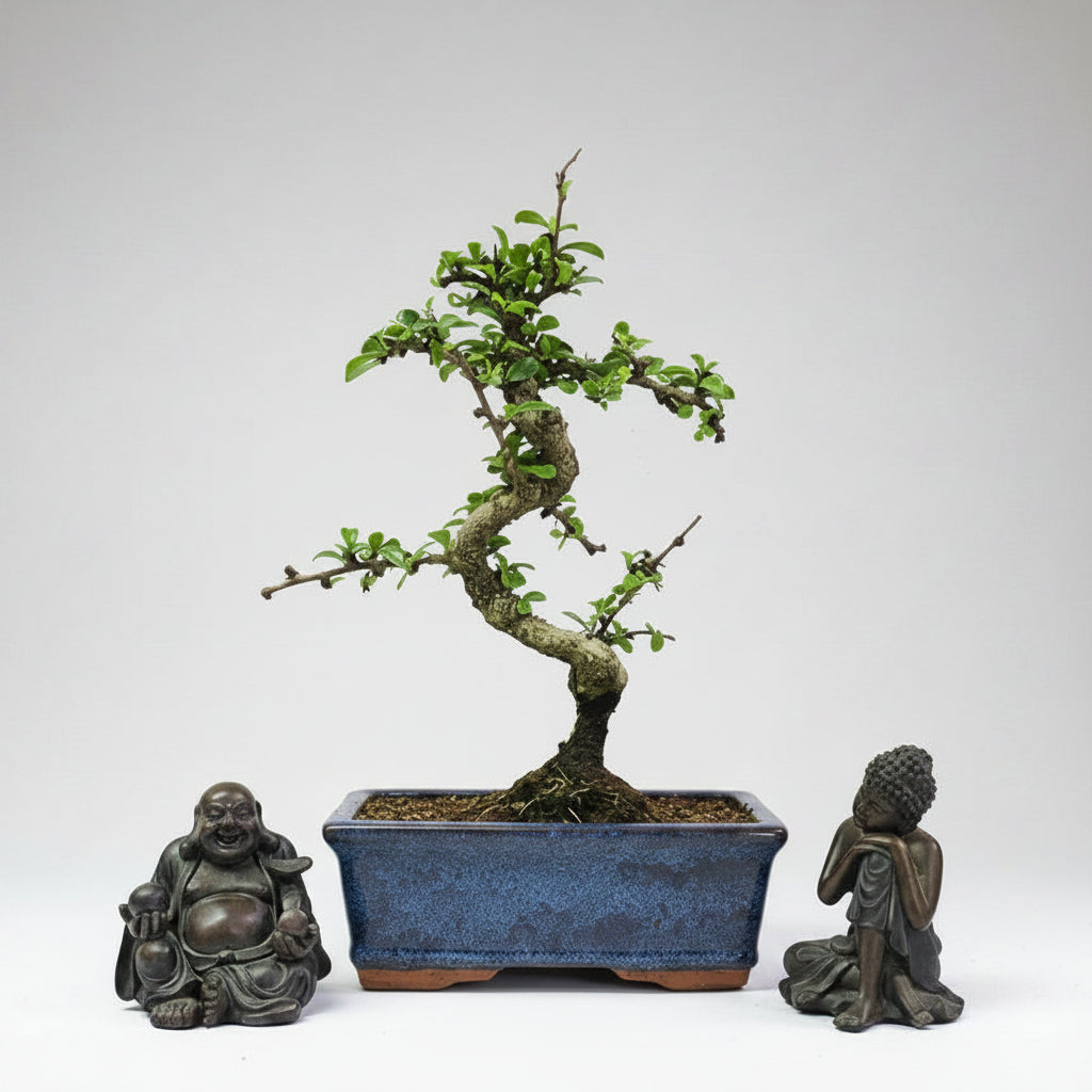 Yorkshire Bonsai Clearance Fukien Tea Bonsai Tree - 15cm