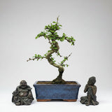 Yorkshire Bonsai Clearance Fukien Tea Bonsai Tree - 15cm