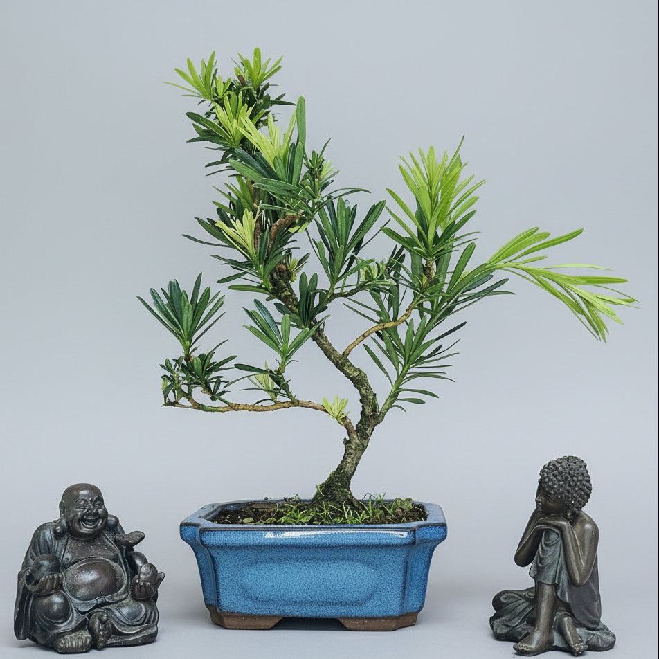 Yorkshire Bonsai Buddhist Pine Bonsai Tree Pot Indoor - 15cm