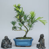 Yorkshire Bonsai Buddhist Pine Bonsai Tree Pot Indoor - 15cm