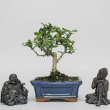 Yorkshire Bonsai Fukien Tea Bonsai Tree Pot Indoor Plant - 15cm