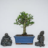 Yorkshire Bonsai Fukien Tea Bonsai Tree Pot Indoor Plant - 15cm