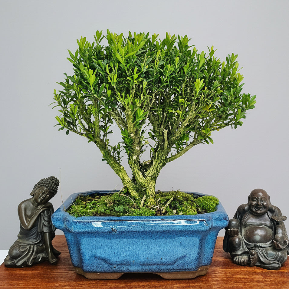 Yorkshire Bonsai Boxwood Buxus Harlandii Bonsai Tree - 15cm